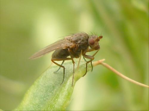 Oecothea fenestralis